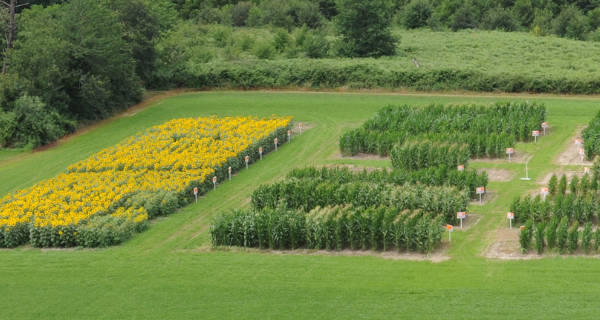 sustainable farming sunflower field